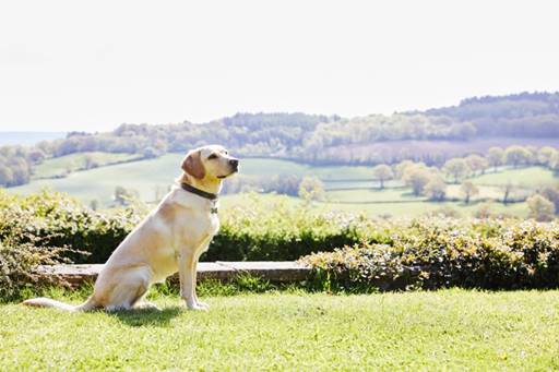 Less Than Half of Dogs Are Walked Daily, so How Often Should You Walk a Dog?