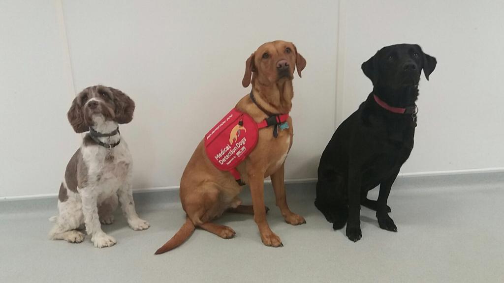 Meet the World's First Dogs to Detect Lung Infections