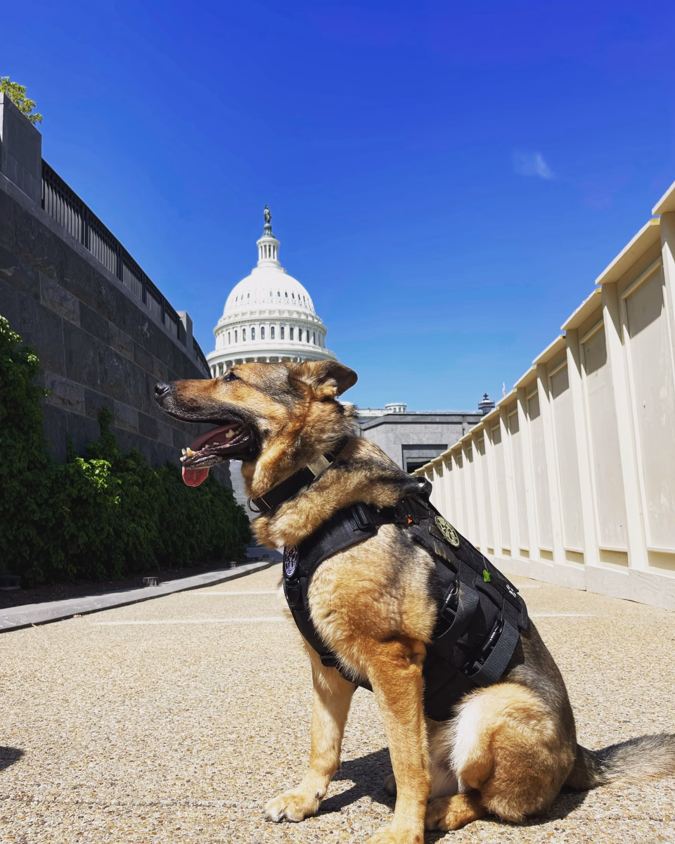 Partner to Hero: My Journey with K9 Tambo 2 Partner to Hero: My Journey with K9 Tambo