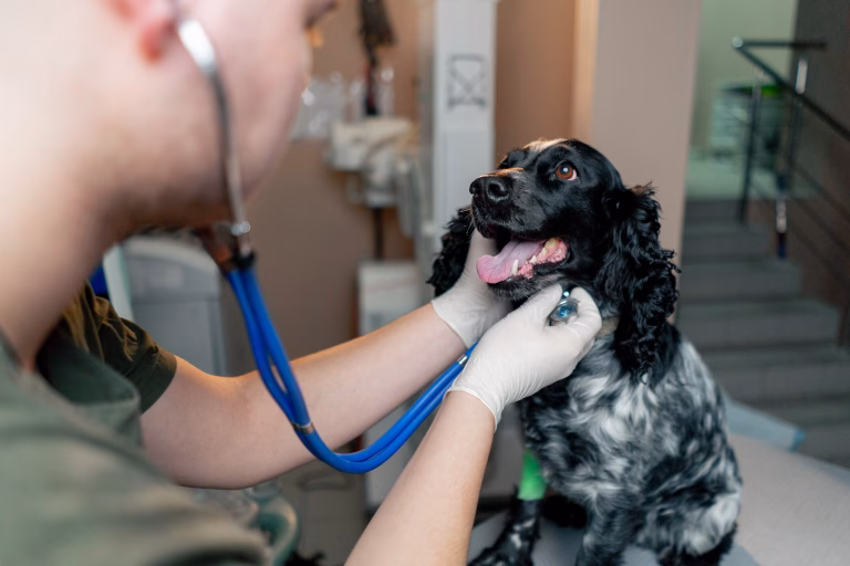 My Buddy's Health: How Often Should I Take My Dog to the Vet