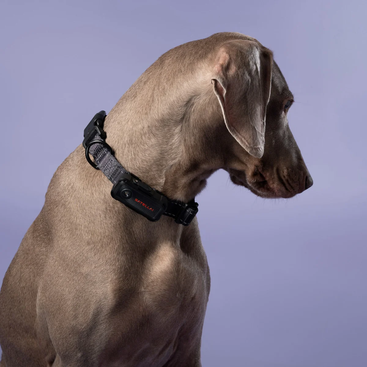 SATELLAI Collar Go Review: The Smart GPS Dog Collar That Actually Gets Your Dog