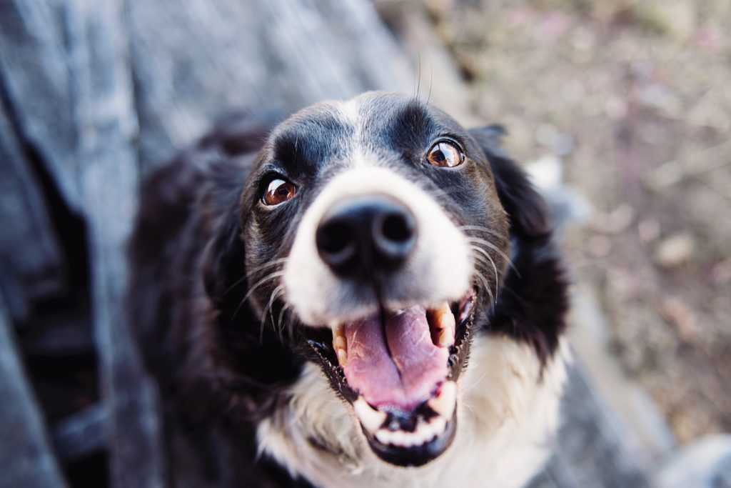 5 Valuable Life Lessons from Dogs - And Why We Should Pay Attention 2 5 Valuable Life Lessons from Dogs - And Why We Should Pay Attention