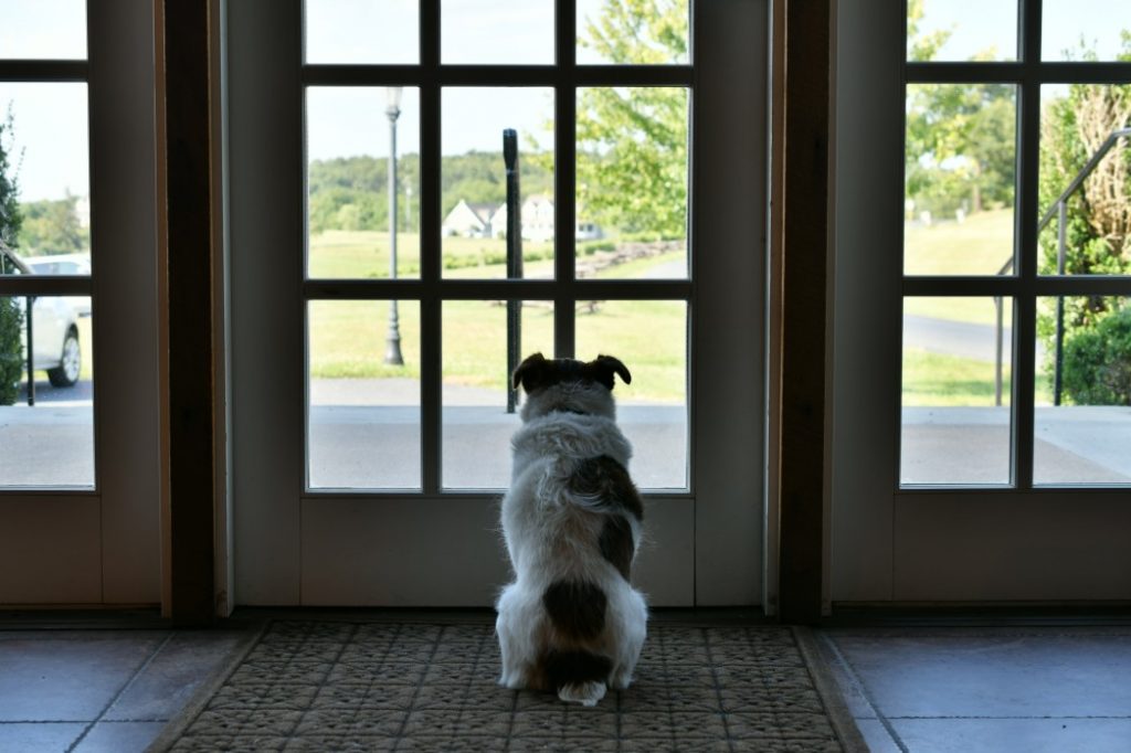 How One Dog's Sudden Change in Behaviour Would Go on to Save Her Owner 10 How One Dog's Sudden Change in Behaviour Would Go on to Save Her Owner