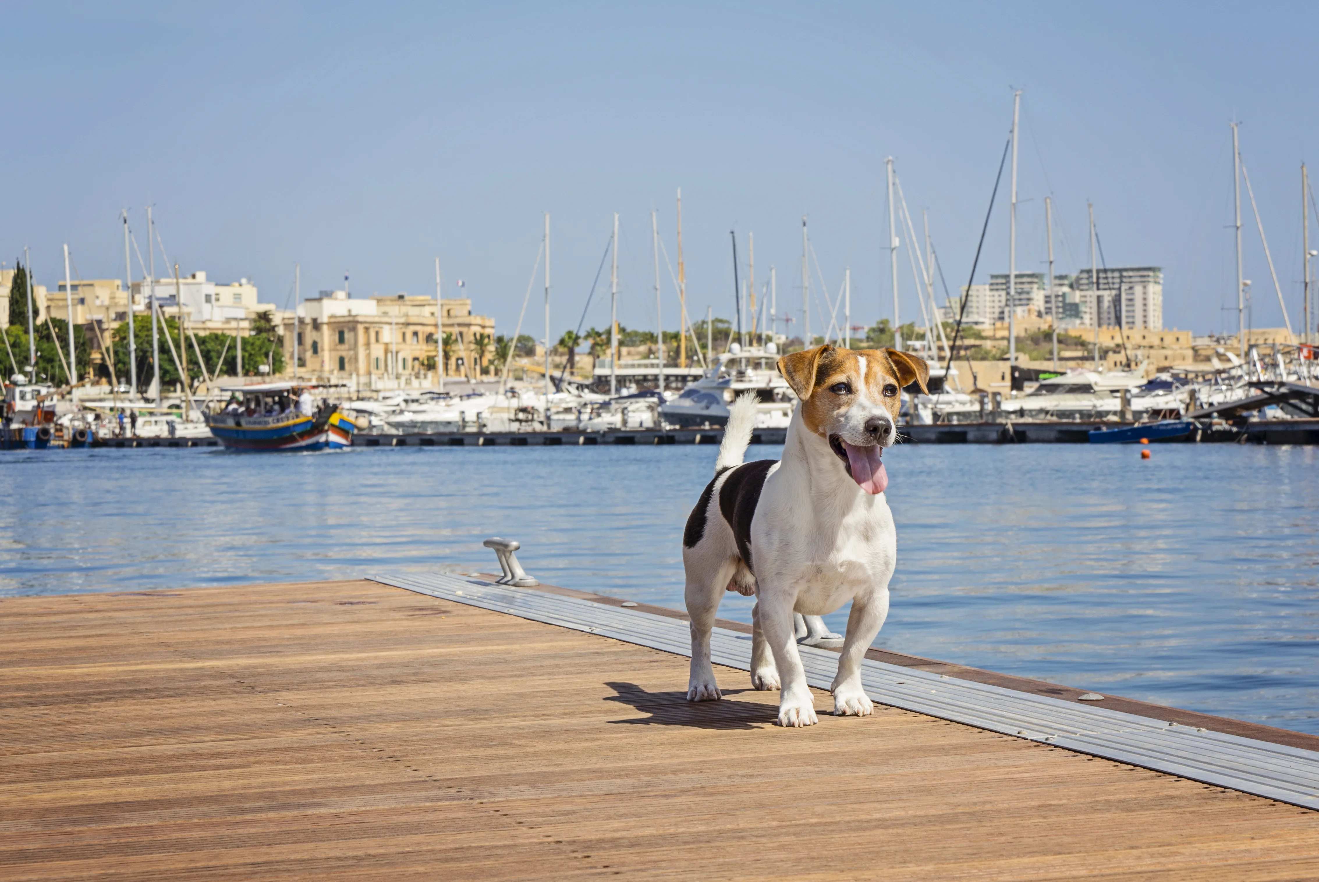 Best Dog-Friendly Countries to Relocate to With Your Pet in 2026