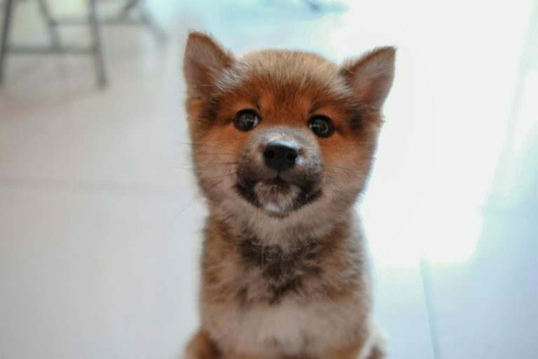Astonishing! Meet The Dog Who Earns £1,074 per Second