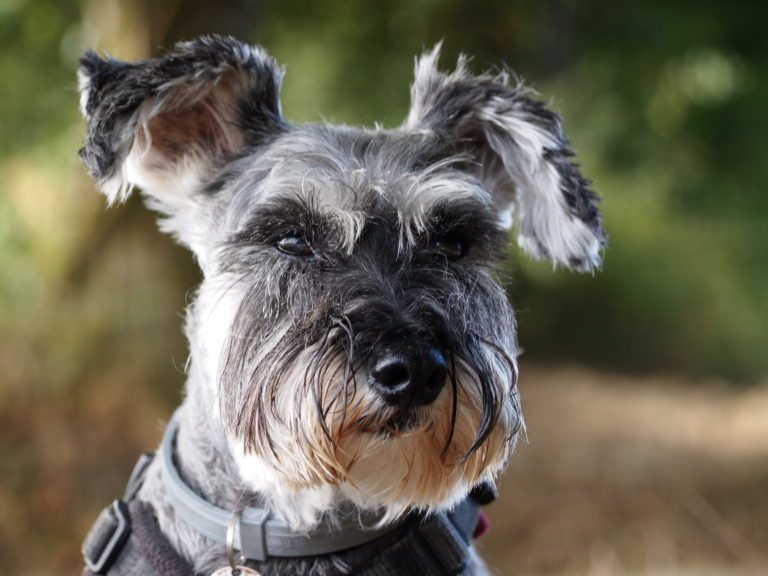 Why We Need to Teach Children About Puppy Farming to Save Future Dogs 95 Why We Need to Teach Children About Puppy Farming to Save Future Dogs