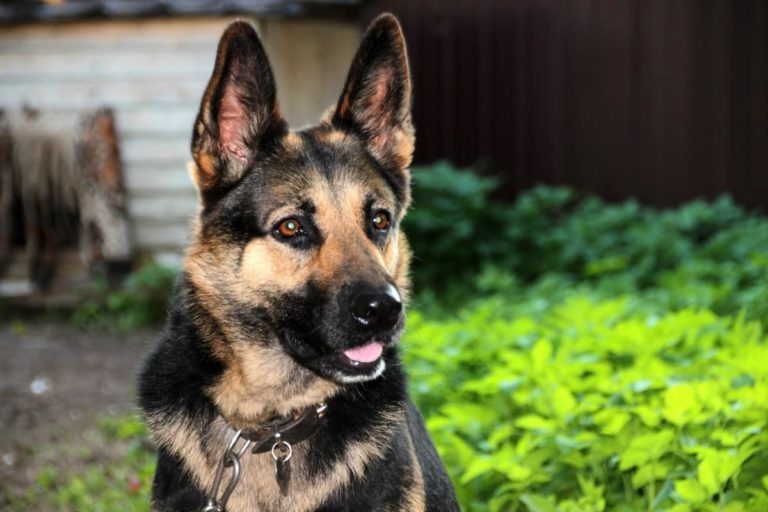 5 Different Dog Types to Adopt 1 5 Different Dog Types to Adopt