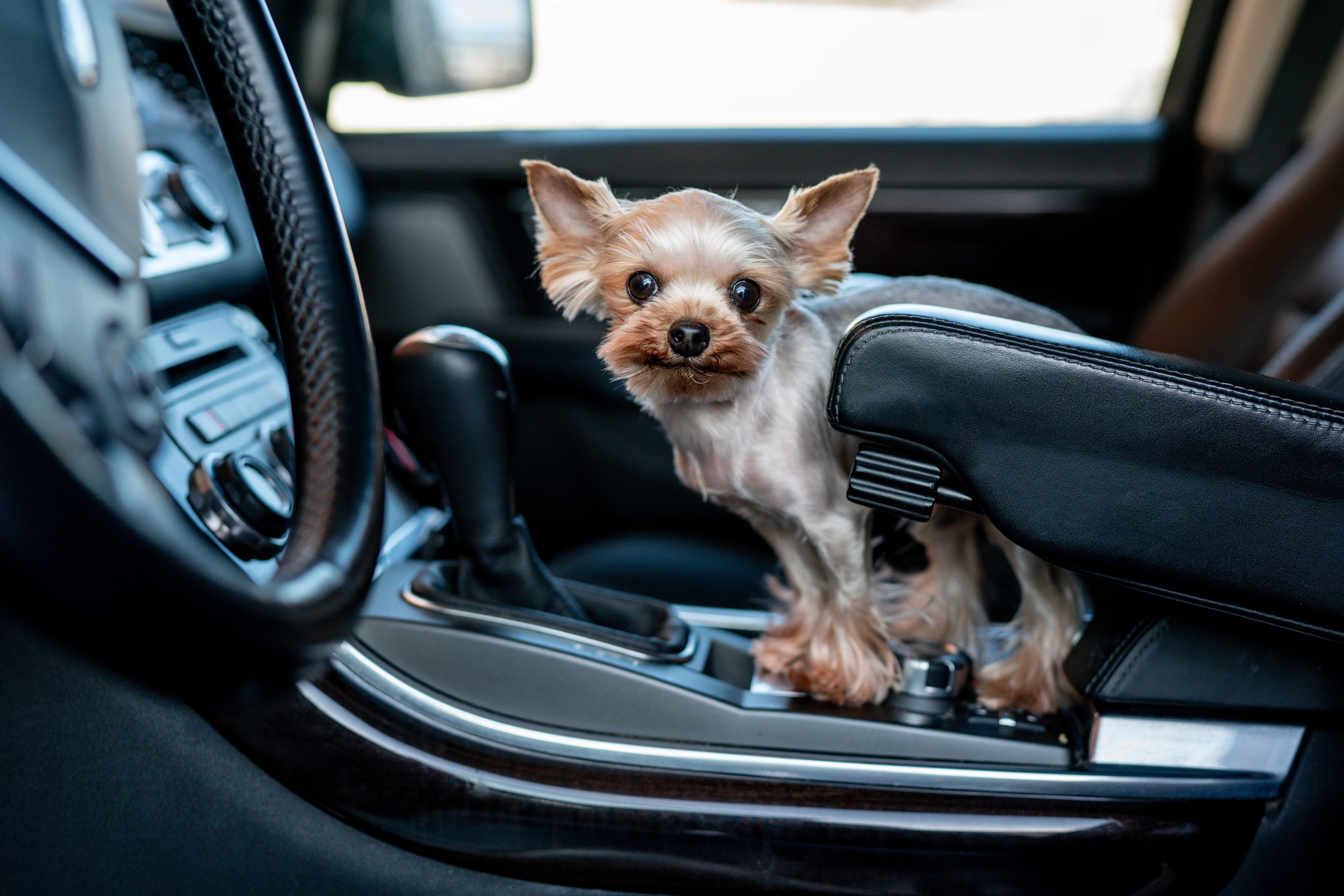 Who Covers Vet Bills After a Car Crash with Your Dog 1 Who Covers Vet Bills After a Car Crash with Your Dog