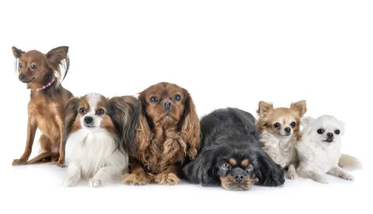 9 Small Dog Breeds You Can Bring to College 20 9 Small Dog Breeds You Can Bring to College