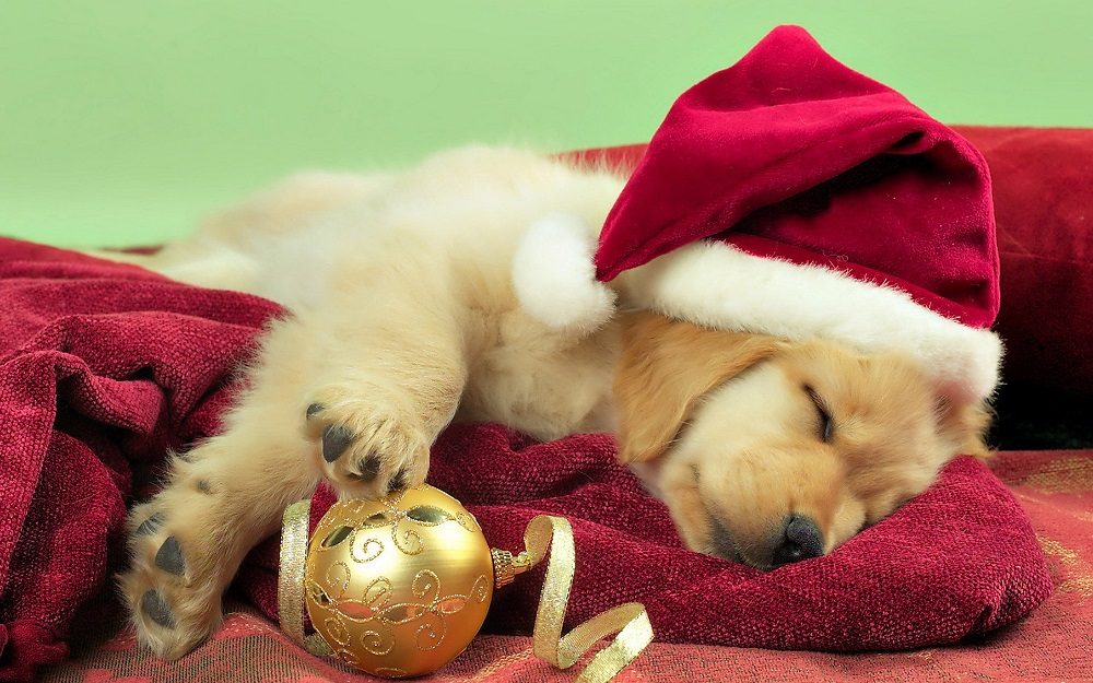 How to Spot a Puppy Farmer This Christmas 1 How to Spot a Puppy Farmer This Christmas