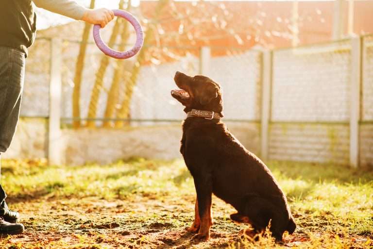 How To Achieve A Great Bond With Your Dog Through Training