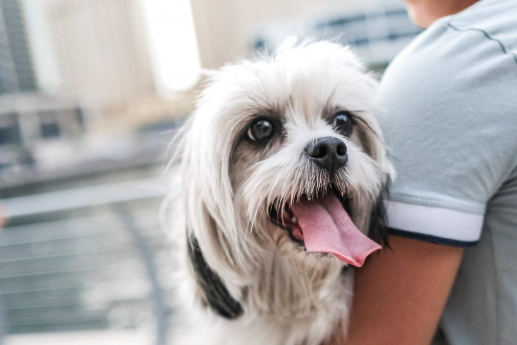 How One Dog's Sudden Change in Behaviour Would Go on to Save Her Owner 12 How One Dog's Sudden Change in Behaviour Would Go on to Save Her Owner
