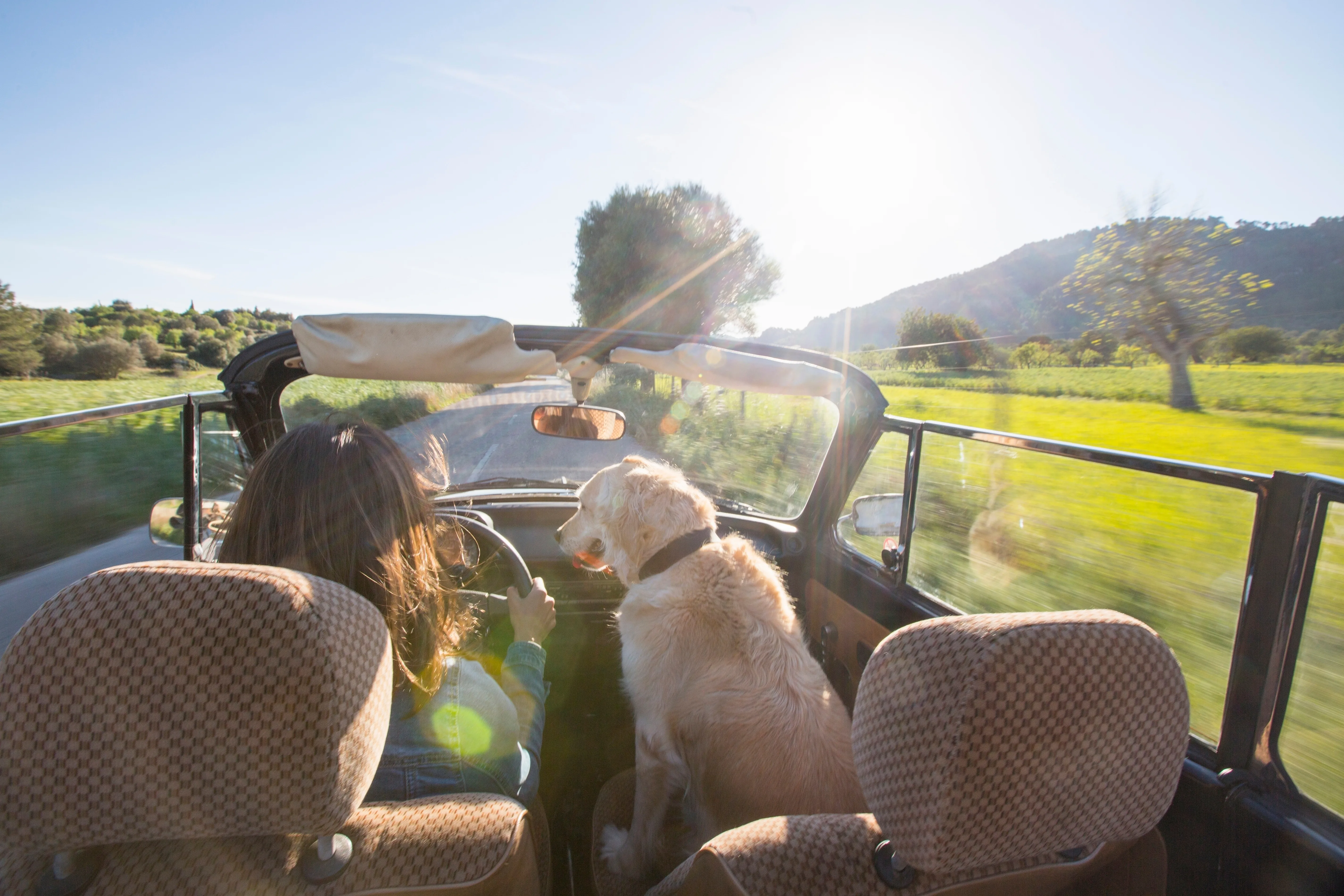 How to Stay Comfortable on Long Trips with Your Dog