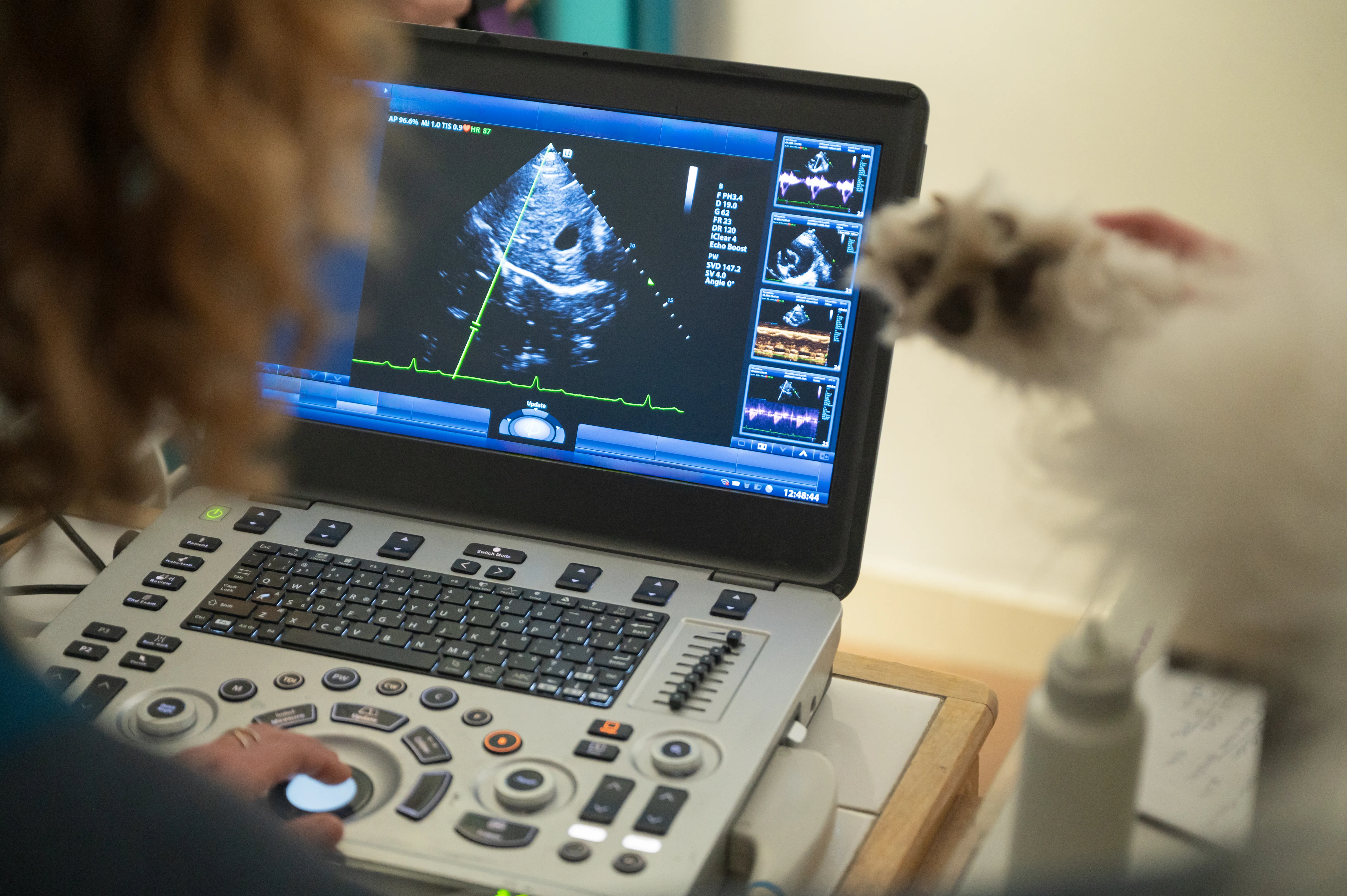Best 3 Real-Time Veterinary Radiology Tools for 2026 3 Best 3 Real-Time Veterinary Radiology Tools for 2026