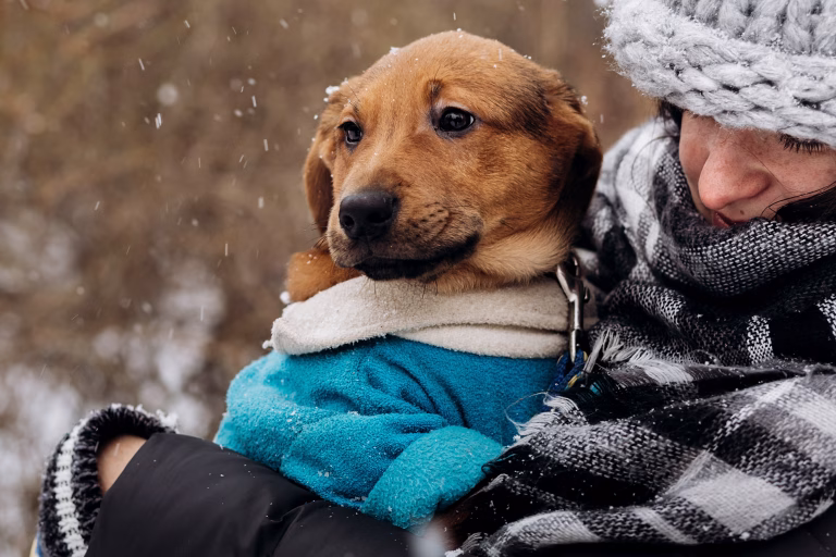 6 Edibles That Your Pet Will Love This Winter 12 6 Edibles That Your Pet Will Love This Winter