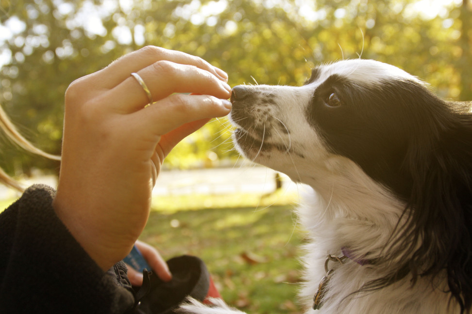 How One Dog's Sudden Change in Behaviour Would Go on to Save Her Owner 11 How One Dog's Sudden Change in Behaviour Would Go on to Save Her Owner