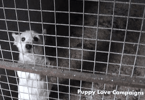What Everyone Who Buys A Puppy Ought To Know