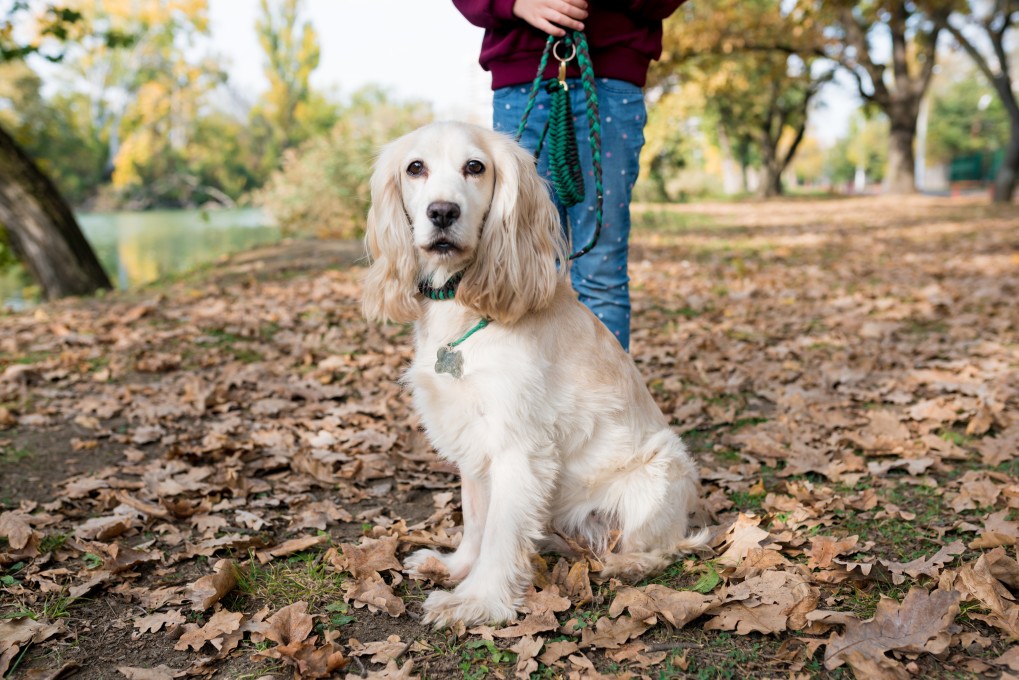 The Best Ways To Keep Dogs Cool in Hot Weather 25 The Best Ways To Keep Dogs Cool in Hot Weather