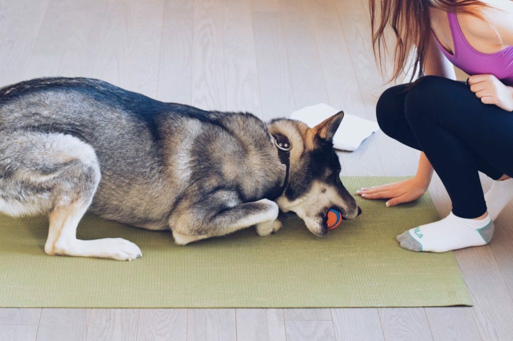 Punishment vs Reward - Which Dog Training Method Works Best? 6 Punishment vs Reward - Which Dog Training Method Works Best?