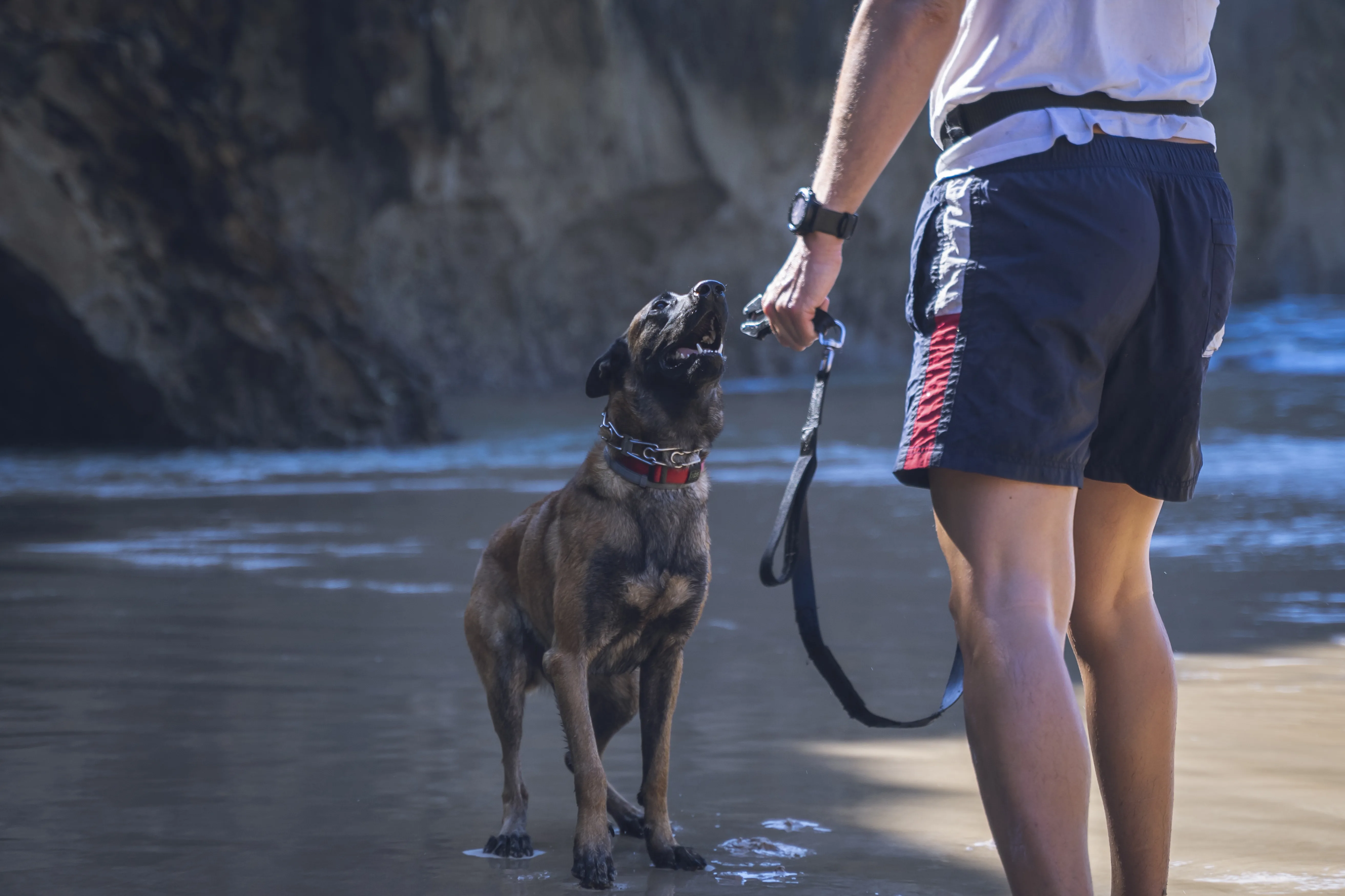 The Hands-Free Dog Leash Setup That Actually Works for Active Owners