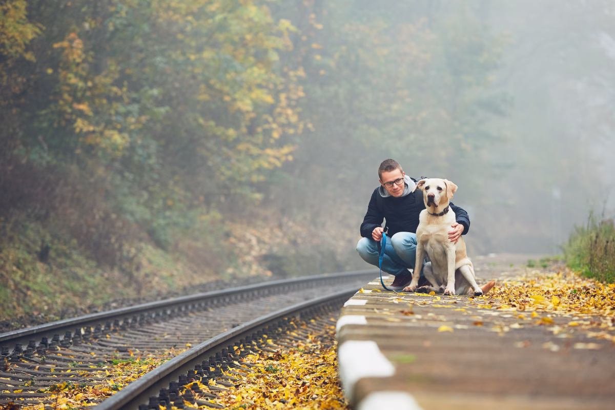 How Travеl Hеlps Calm Your Caninе Companion
