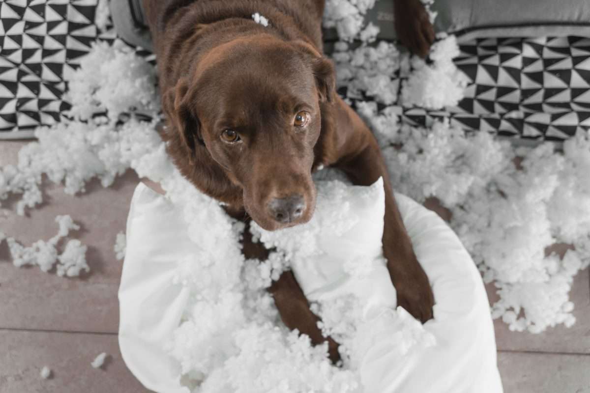 6 Ways To Help Dogs With Separation Anxiety 3 6 Ways To Help Dogs With Separation Anxiety
