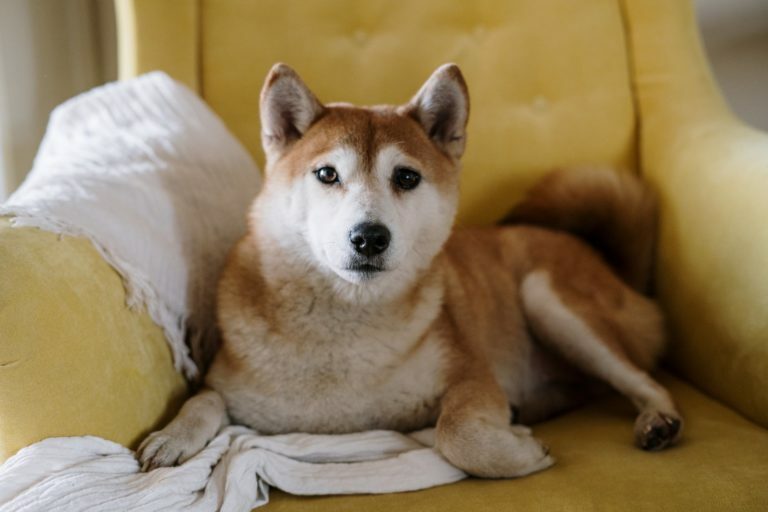 Pancreatitis in Dogs - Spot These Warning Signs, Save Your Dog's Life