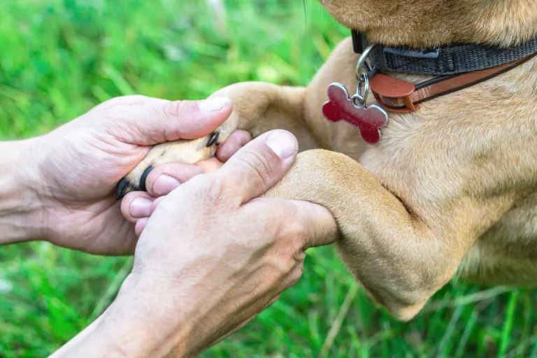 Why Joint Health Matters Earlier Than You Think: A Modern Guide for Dog Owners