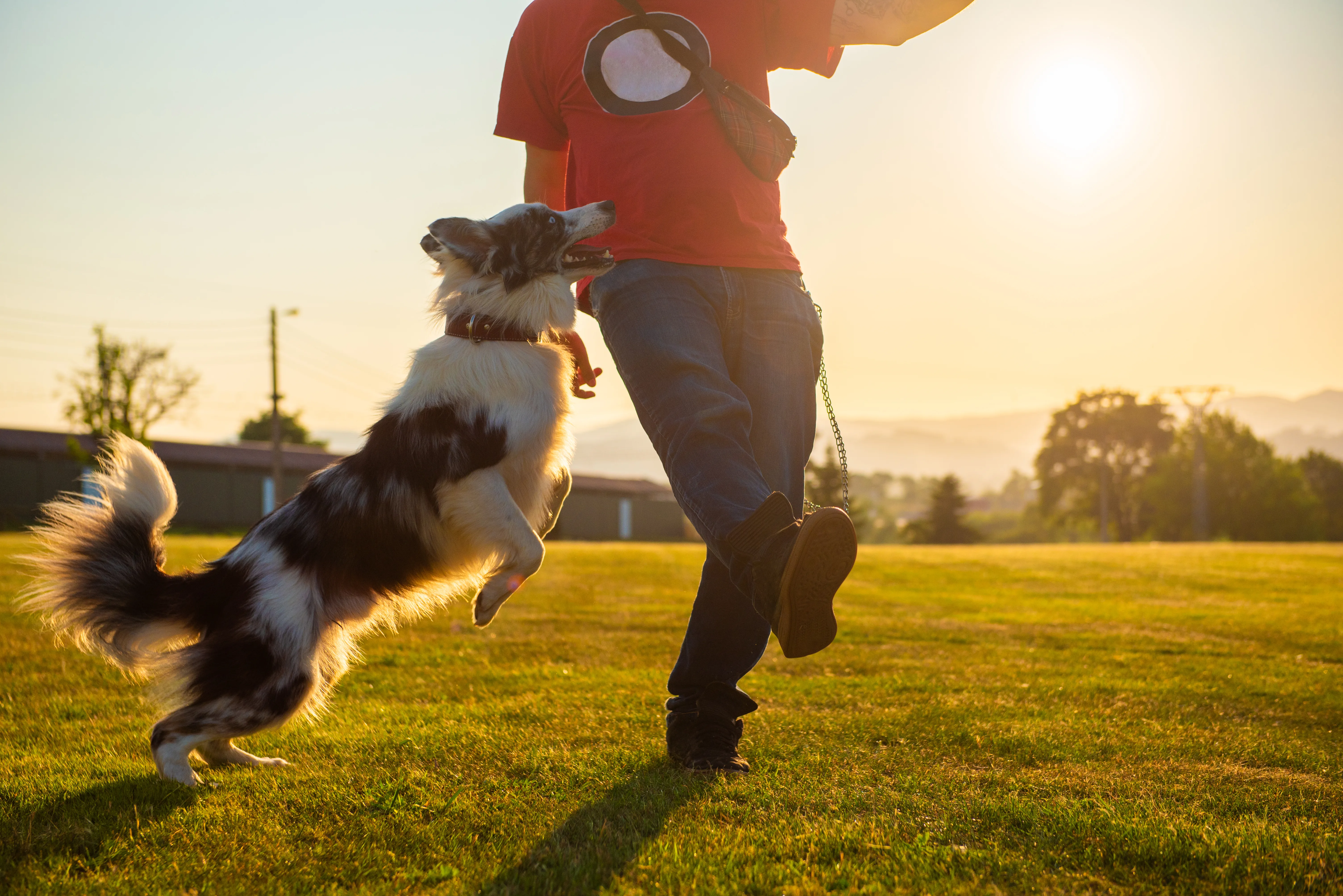 Is Your Dog Ready for Daycare? A Trainer-Aligned Readiness Checklist 1 Is Your Dog Ready for Daycare? A Trainer-Aligned Readiness Checklist
