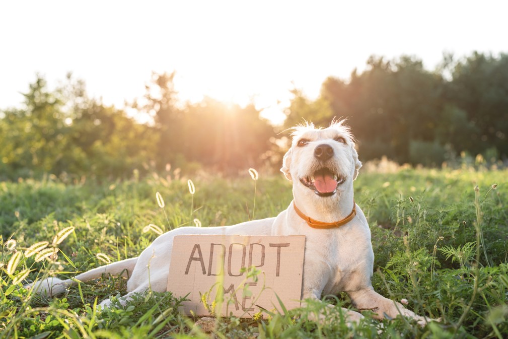 7 Dogs Who Like Other Dogs Who Need A New Start 2 7 Dogs Who Like Other Dogs Who Need A New Start