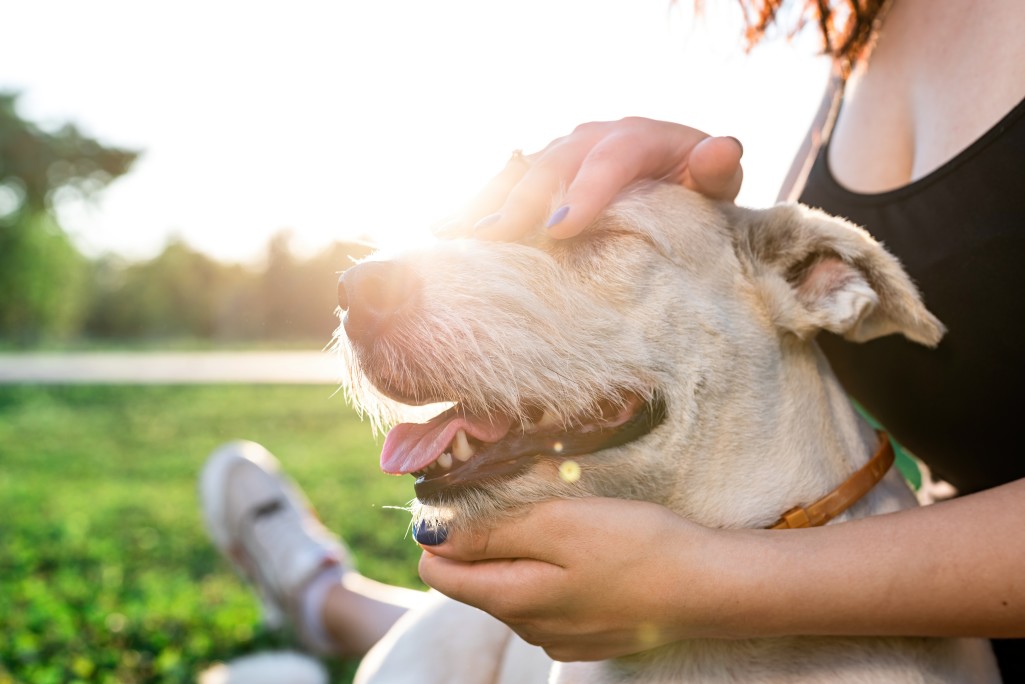 How One Dog's Sudden Change in Behaviour Would Go on to Save Her Owner 14 How One Dog's Sudden Change in Behaviour Would Go on to Save Her Owner