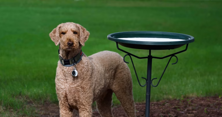 Pro Tips To Make Cleaning Up After Your Dog A Breeze