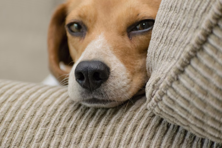 What Your Dog’s Stress Says About You 16 A dog resting his head on a sofa