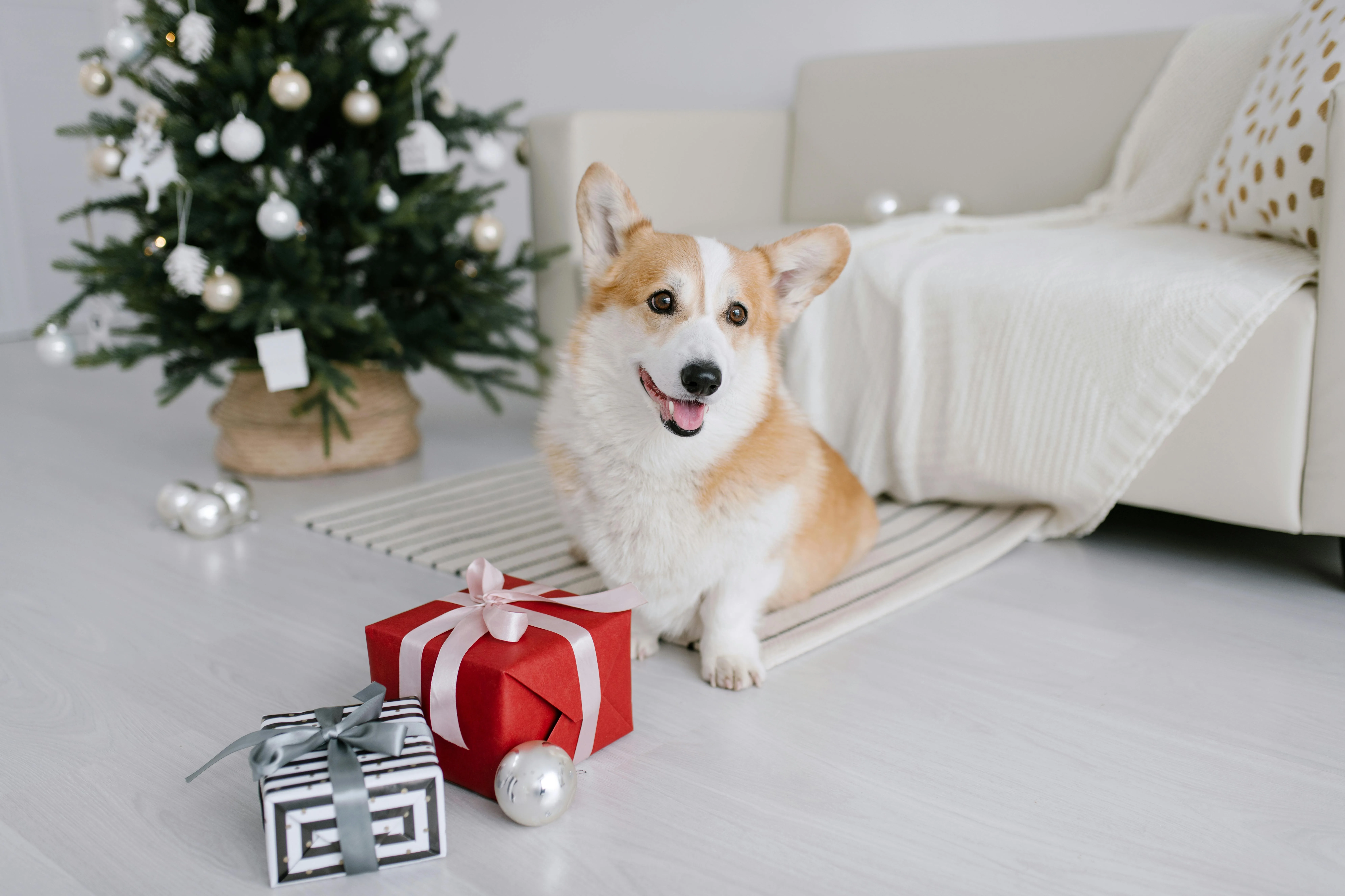 How to Make the Holidays Fun (and Stress-Free) for You and Your Dog