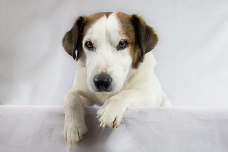 Do You Know What's In Your Dog's Bowl?