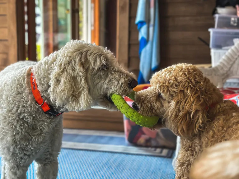 What to Consider Before Opening a Dog Daycare or Pet Boarding Business