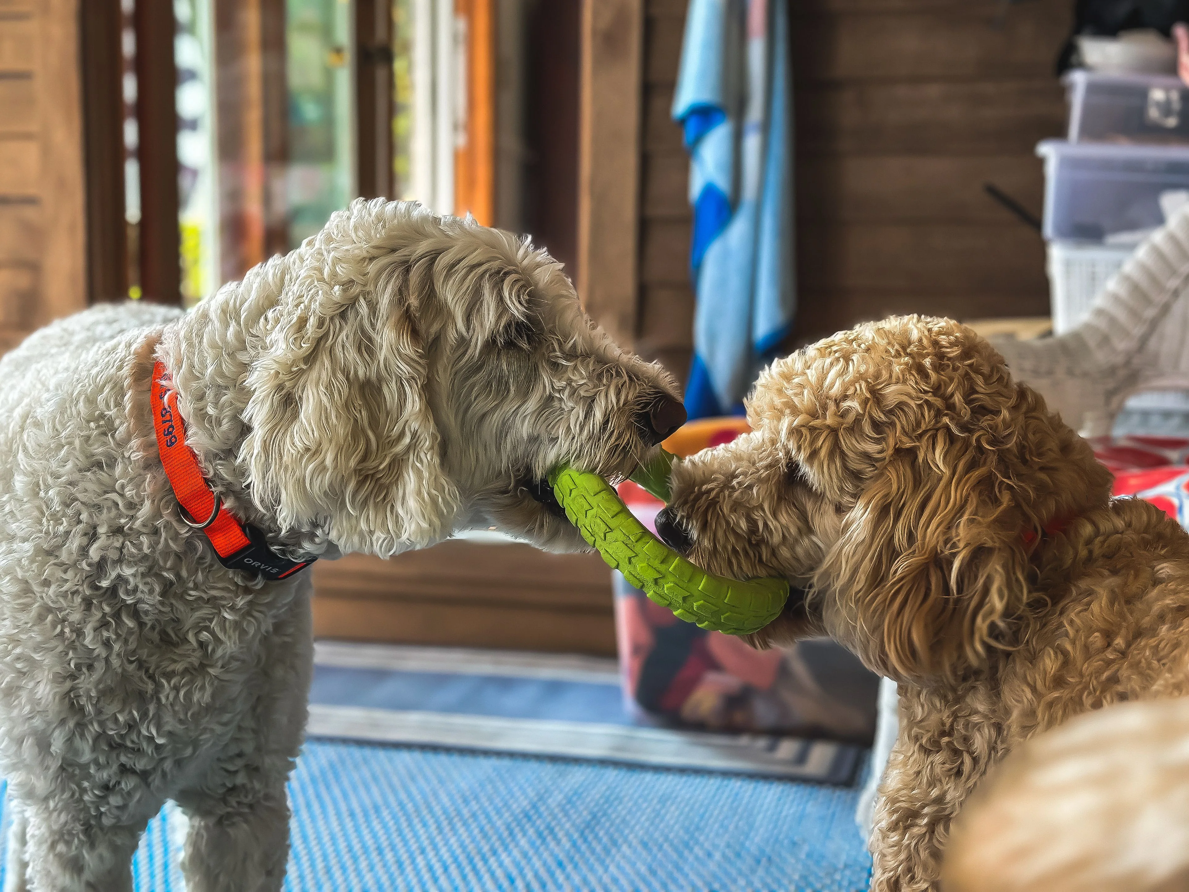 What to Consider Before Opening a Dog Daycare or Pet Boarding Business