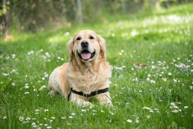 Book Club: Why I’m so Fascinated by the Canine Mind 1 Book Club: Why I’m so Fascinated by the Canine Mind