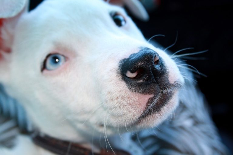 7 Dogs Letting the World Know What They Think of Montreal's Decision to Ban Pit Bulls