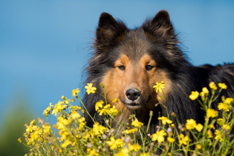 5 Ways to Tell How Healthy Your Dog Is on the Inside 88 5 Ways to Tell How Healthy Your Dog Is on the Inside