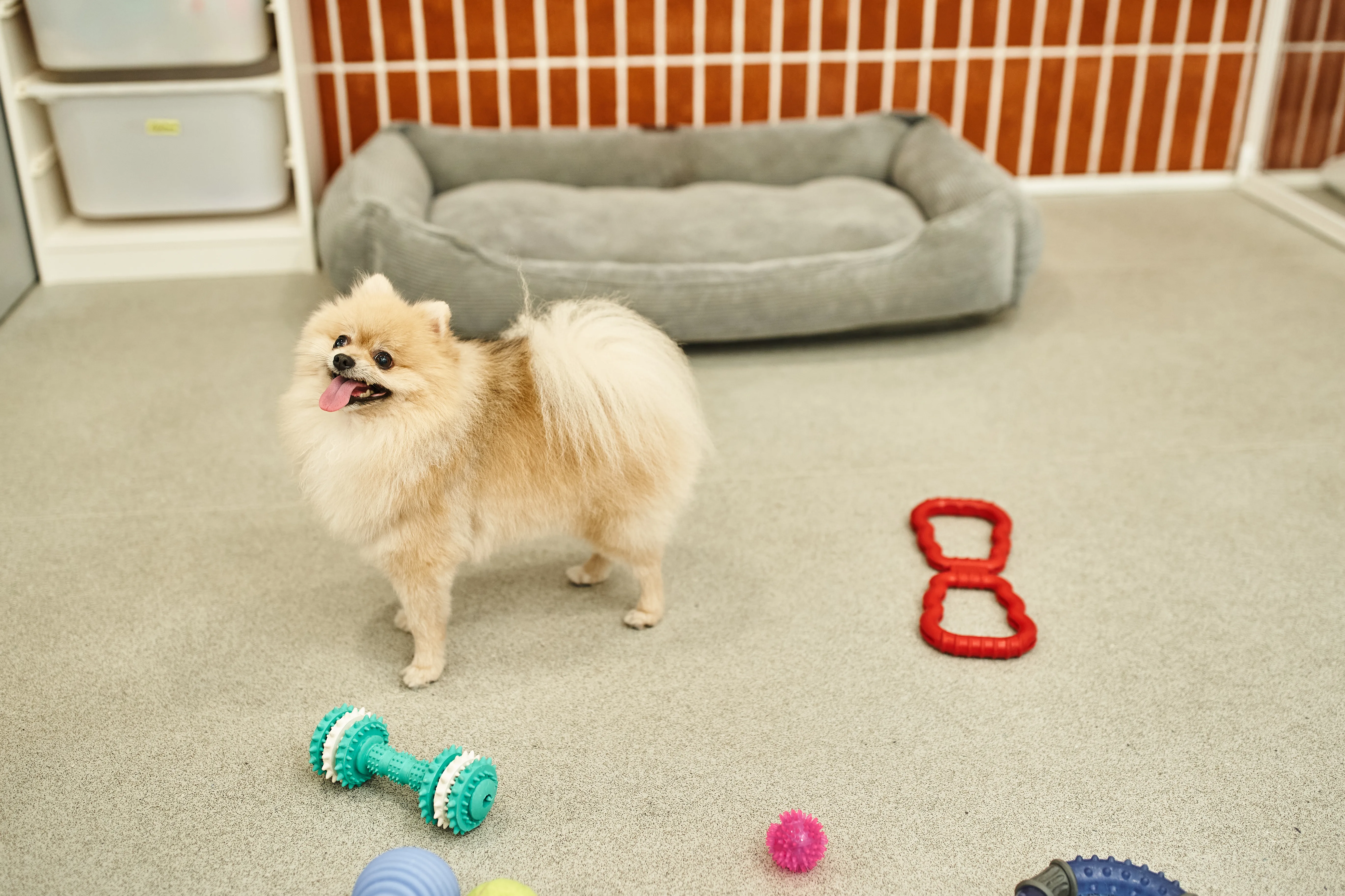 From Zoomies to Zen: Tips for Helping Your Pup Unwind After a Big Day 2 From Zoomies to Zen: Tips for Helping Your Pup Unwind After a Big Day