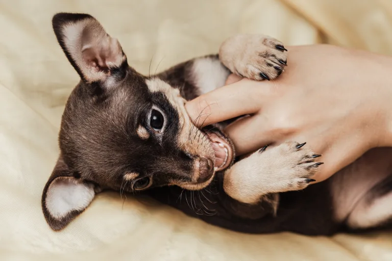 Why Does My Puppy Bite So Much, and When Will It Stop? 7 Why Does My Puppy Bite So Much, and When Will It Stop?