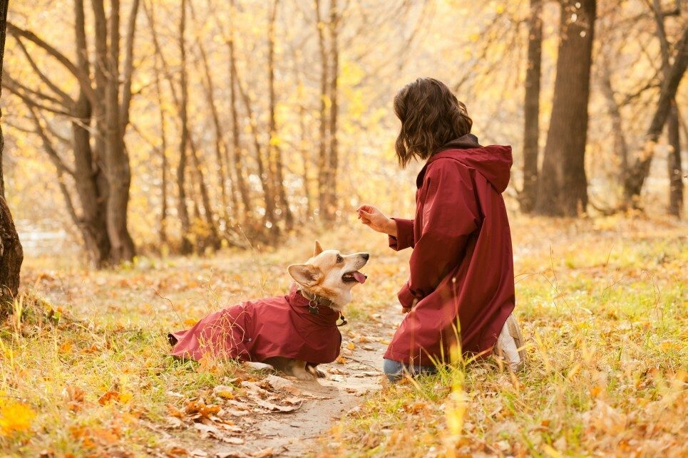 Punishment vs Reward - Which Dog Training Method Works Best? 5 Punishment vs Reward - Which Dog Training Method Works Best?