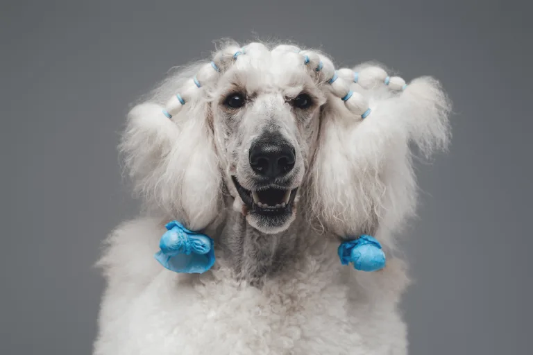 Who Is Grooming Your Dog? 3 Who Is Grooming Your Dog?