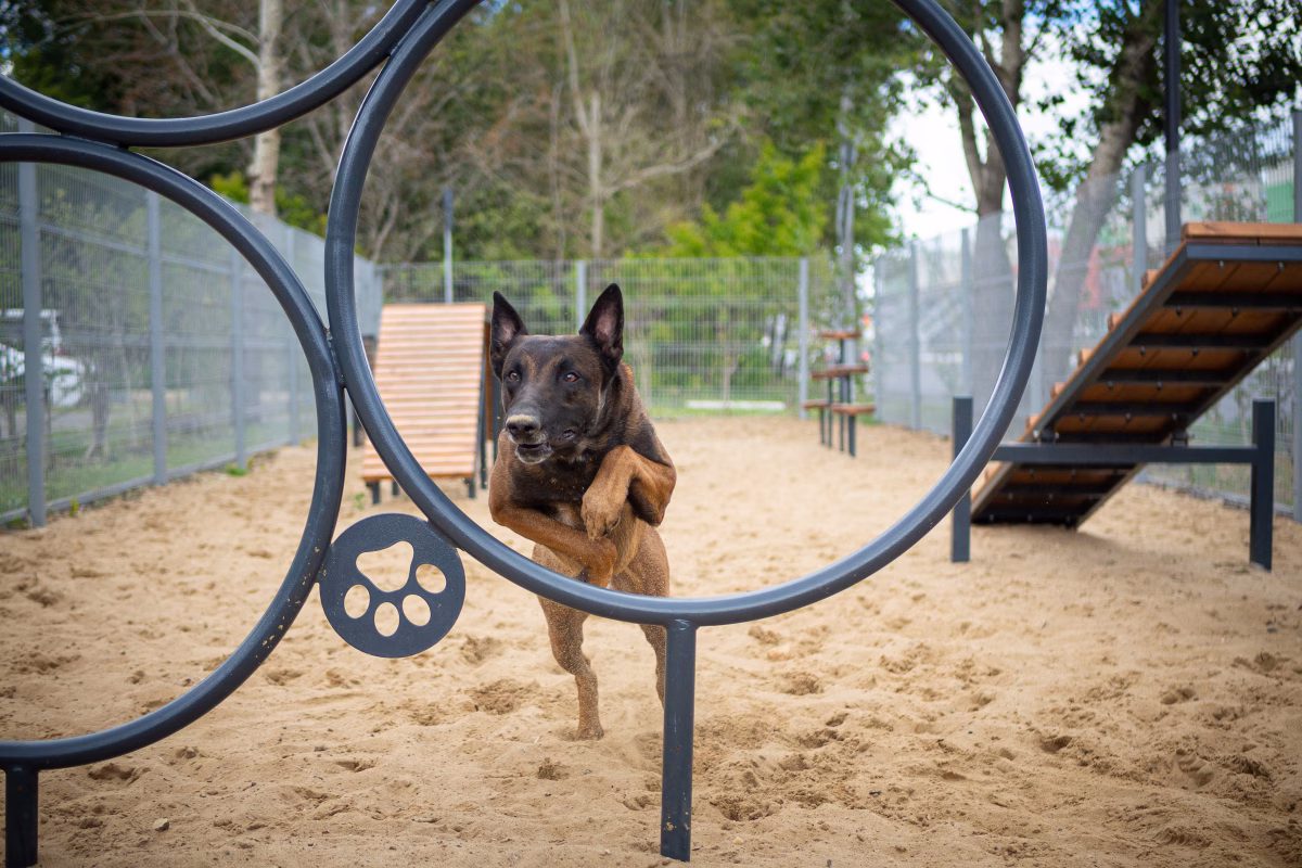Beginning Your Dog’s Agility Training At Home 1 Beginning Your Dog’s Agility Training At Home