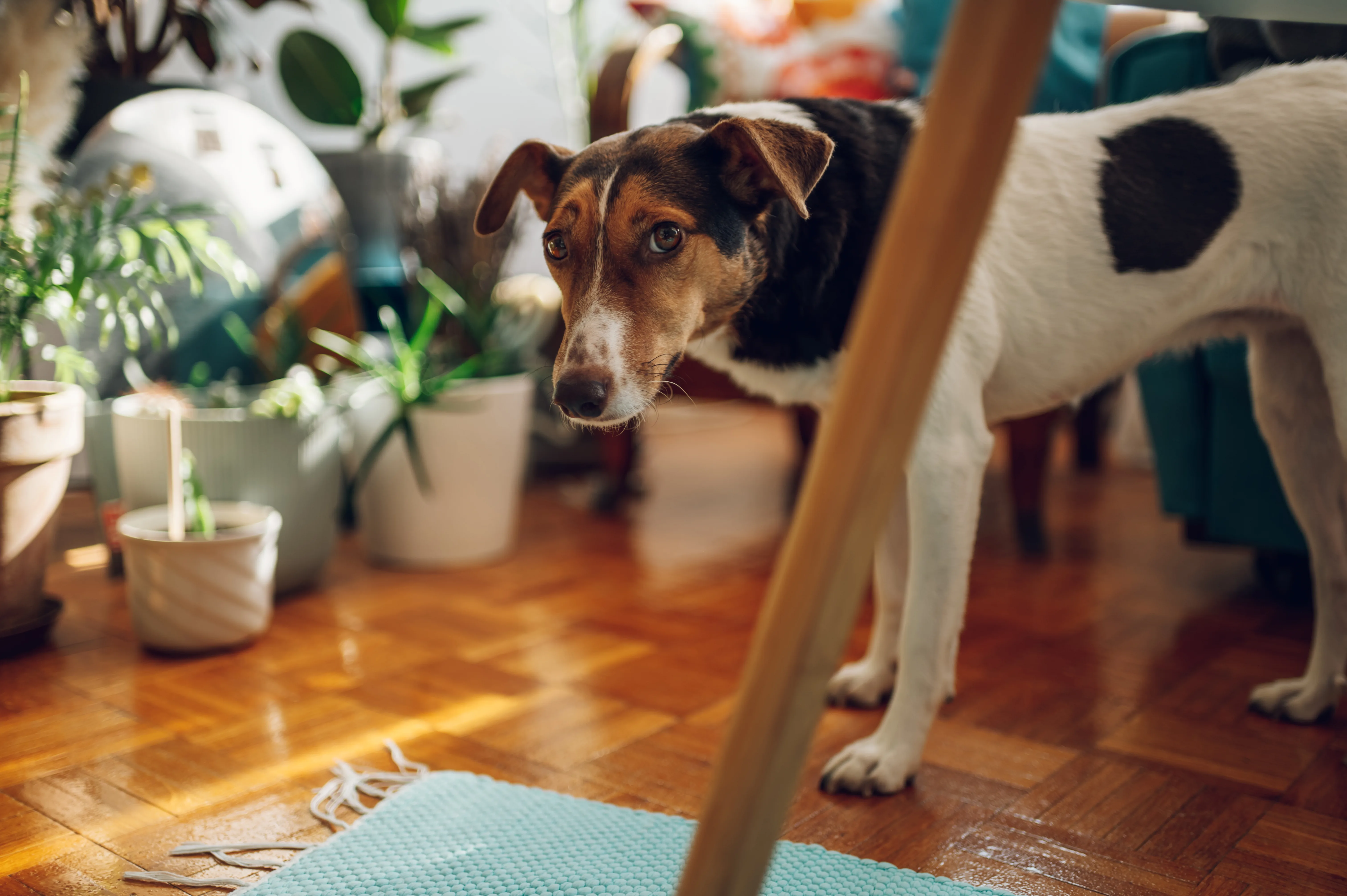When Your Dog’s Micro Habits Quietly Shape Their Whole Well Being Over Time 3 When Your Dog’s Micro Habits Quietly Shape Their Whole Well Being Over Time
