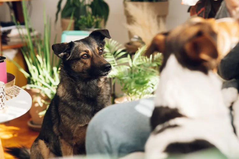 Common Products You Can Find in Recreational Stores in Illinois (For Humans and Their Dogs’ Chill Vibes) 20 Common Products You Can Find in Recreational Stores in Illinois (For Humans and Their Dogs’ Chill Vibes)