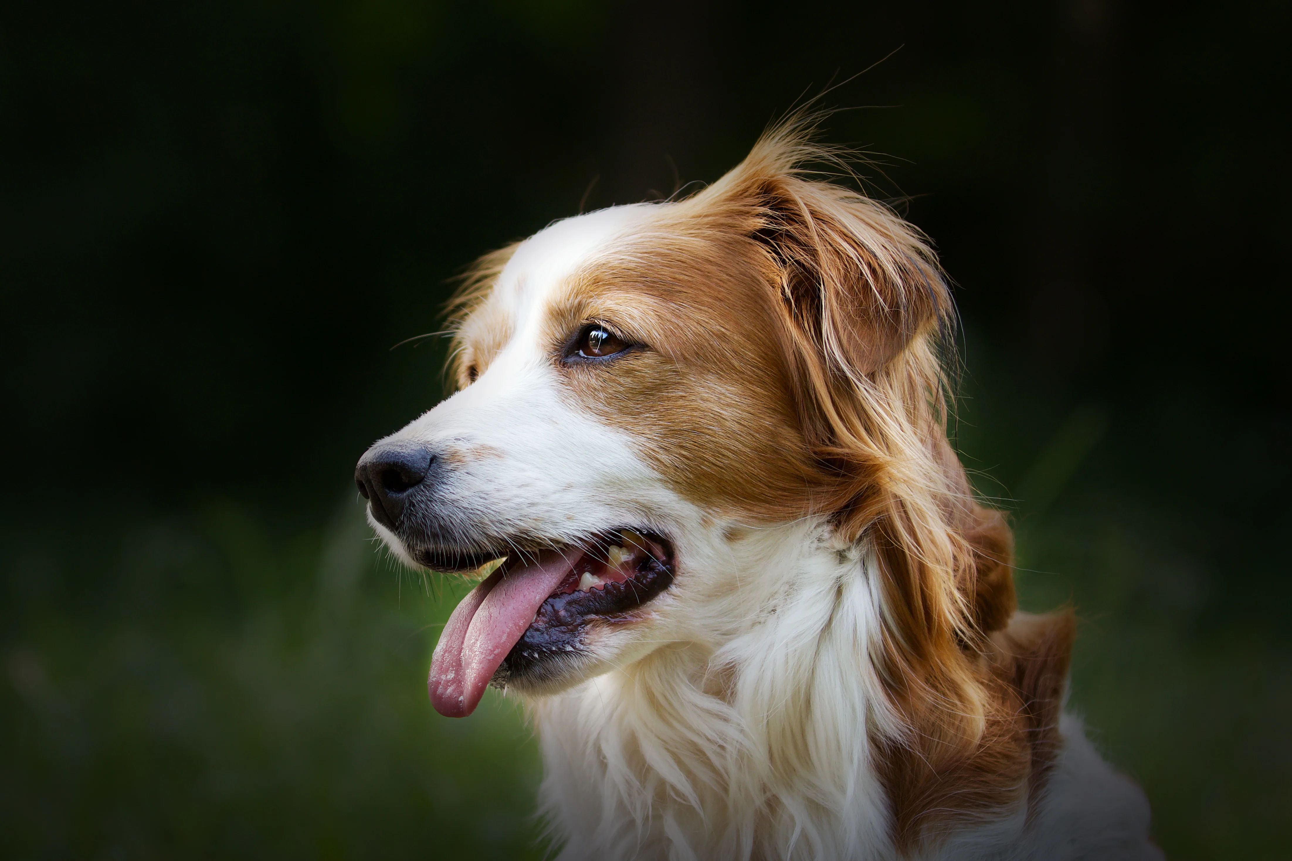 Why a Well-Trained Dog Can Still Have a Bad Day 1 Why a Well-Trained Dog Can Still Have a Bad Day