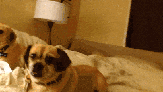 The Rise of The Designer Dog - What's The Problem?