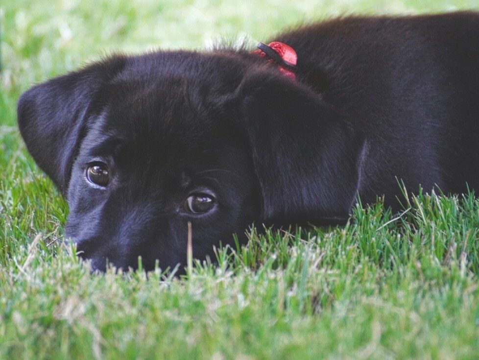 13 Black Dogs Who Need Some Luck 2 13 Black Dogs Who Need Some Luck